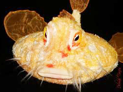 Pancake Batfish