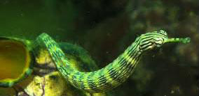 Pipe Fish