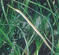 Pipe Fish
