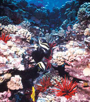 Corals