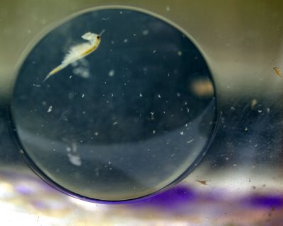 Sea Monkey
