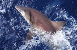 Deep Sea FAQ, Are Most sharks have to keep swimming to breathe?, Sea sharks