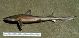 Smooth+dogfish+shark