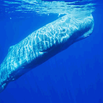 The common name of the sperm whale