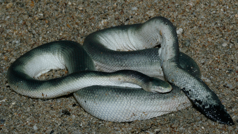 Sea Snakes