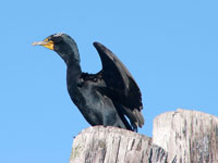 double crested cormorant