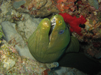 Moray eel peering out from coral home