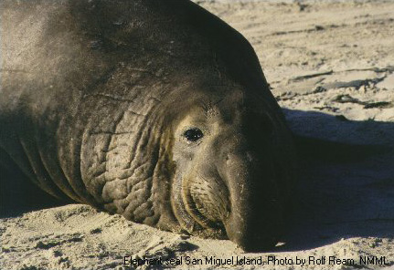 Northern Elephantseal