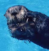 Sea Otters