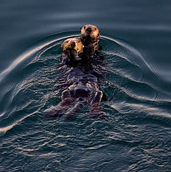 Sea Otters