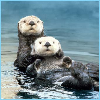 Sea Otters