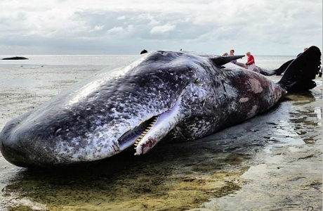 Dead Sea animals– Deep sea waters News, Underwater Animals Dead Sea animals– Deep sea waters News, Underwater Animals
