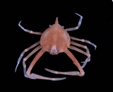 Acanthilia intermedia