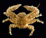 APetrolisthes crab