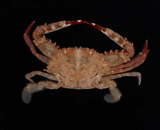 Portunus crab