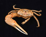 Uca crab