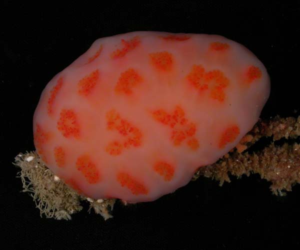 red-ascidian