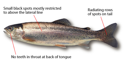 Deep Sea FAQ, Are steelhead (rainbow trout) trout or salmon?, Deep sea  fishes
