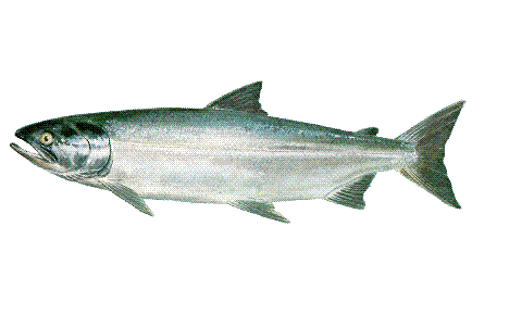 Deep Sea FAQ, How many species of Pacific salmon are there?, Deep sea  fishes, Animals
