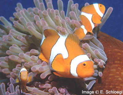 Clown Anemonefish, Ocean Fish, Deep sea creatures, Sea Animals, Sea habitat, Sea Species Clown Anemonefish, Ocean Fish, Deep sea creatures, Sea Animals, Sea habitat, Sea Species