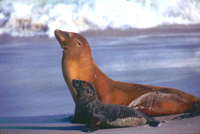 California Sea Lions