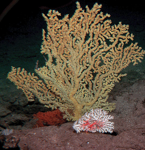 Deep sea corals