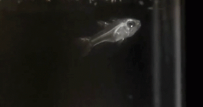 Spitting Fish